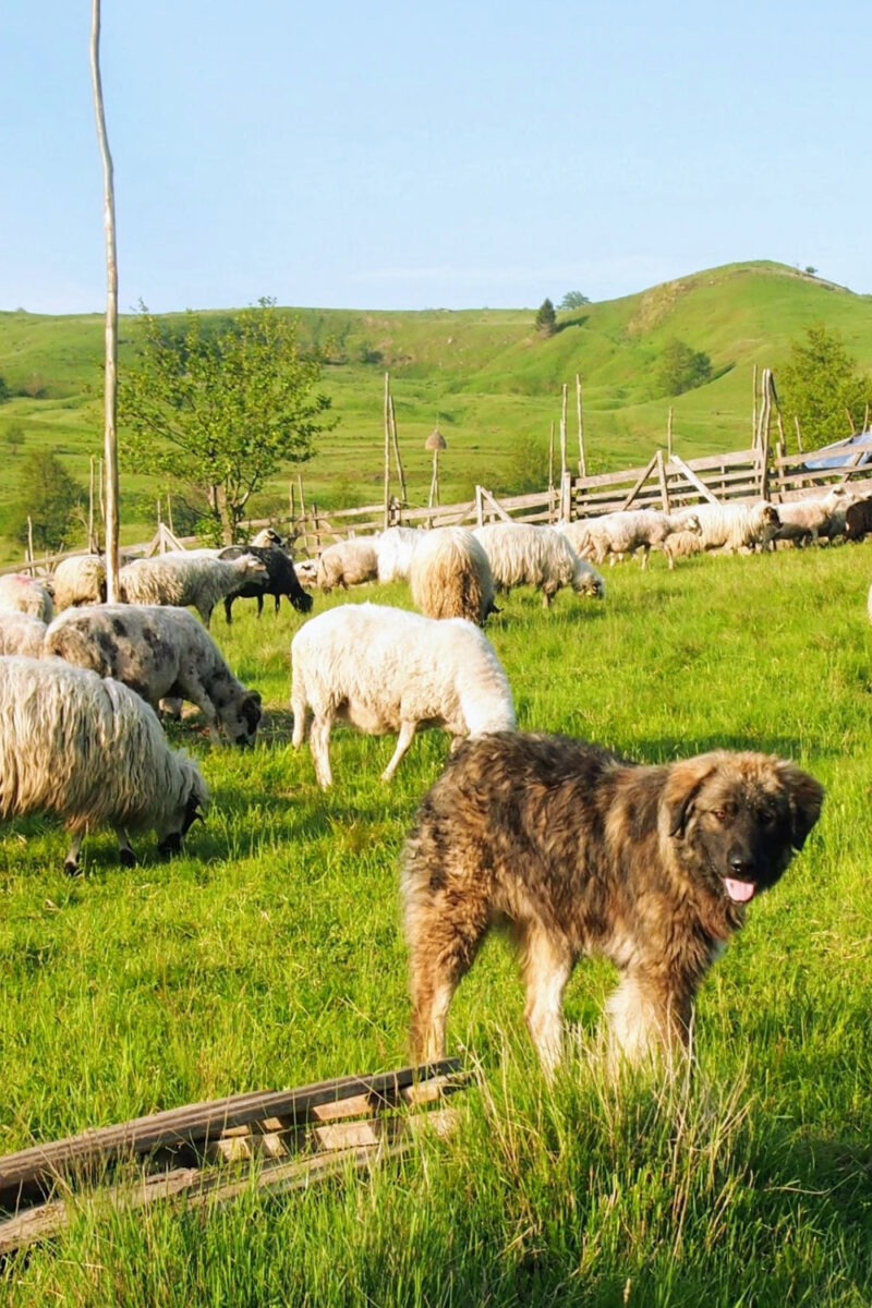 Romanian shepherd dog