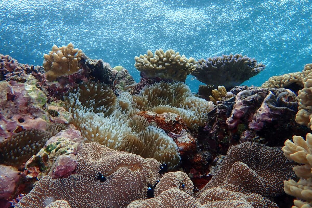 Best places in Australia The Reef