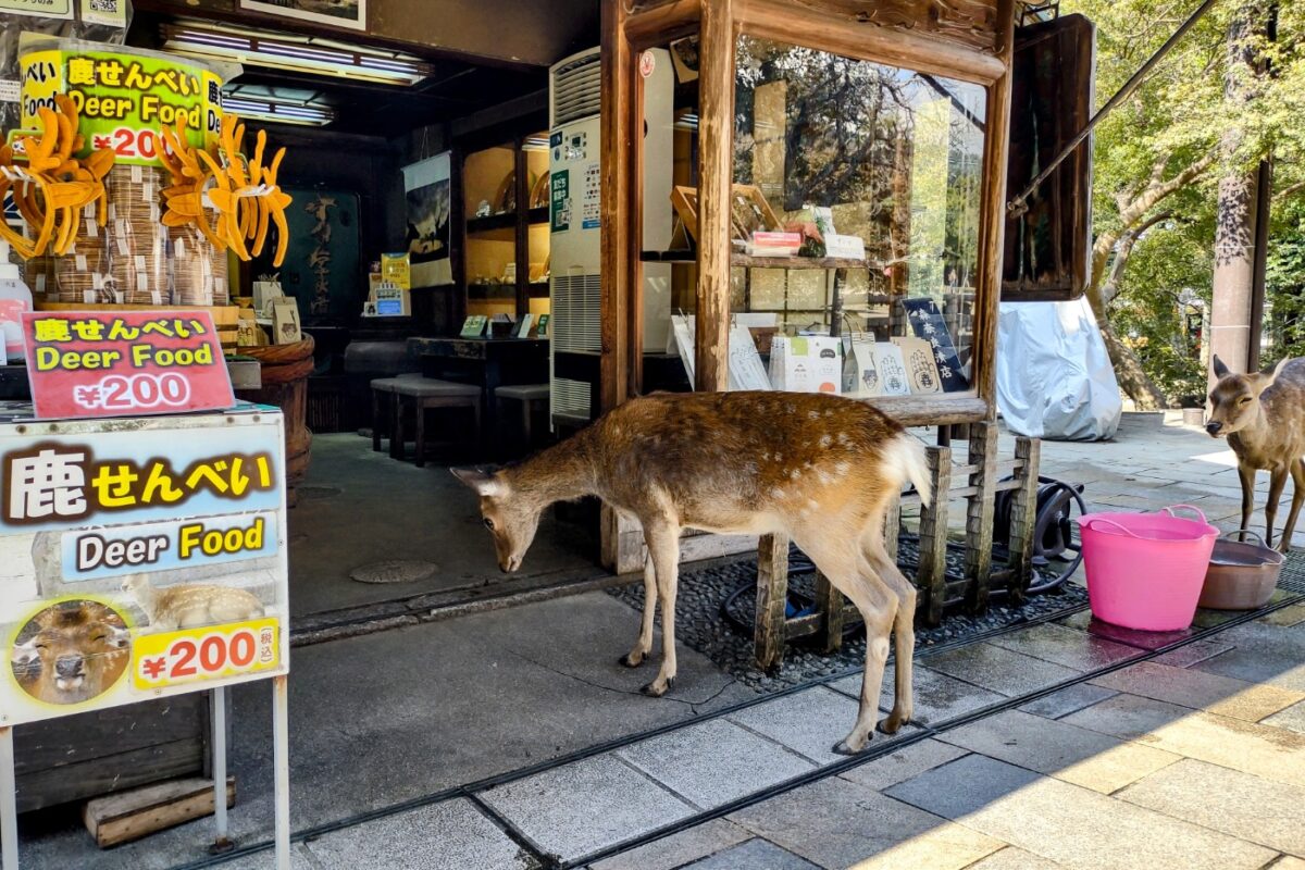 Polite dear Nara