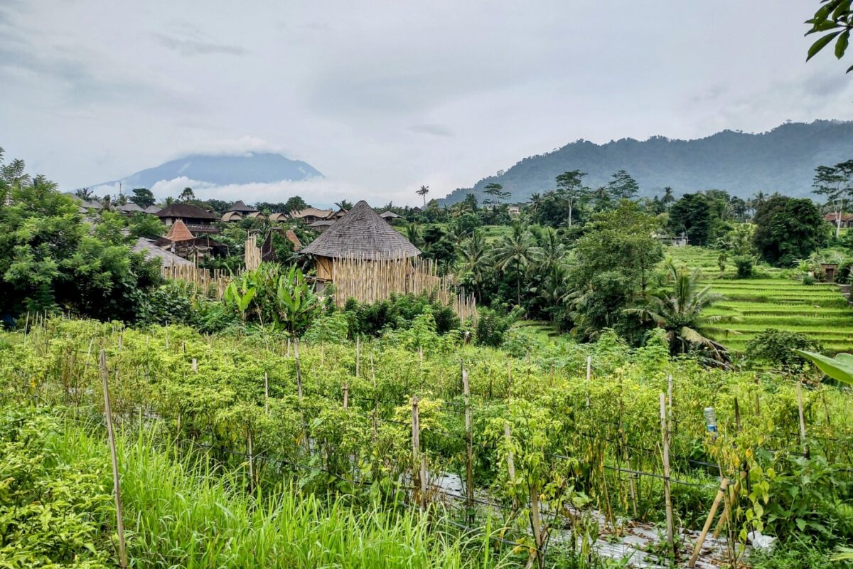 Sidemen Bali Rice fields