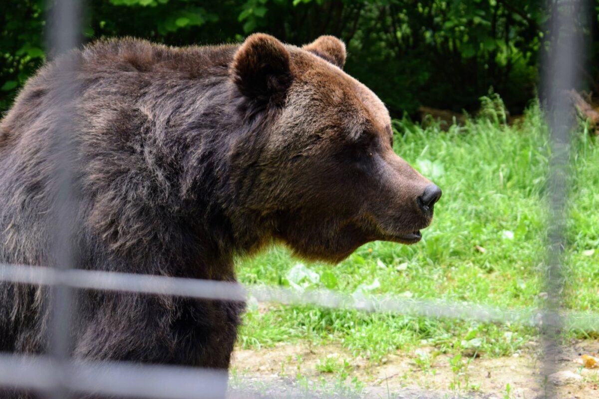 Romanian bear brown