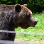 Romanian bear brown