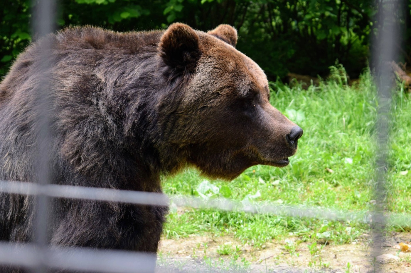 Romanian bear brown