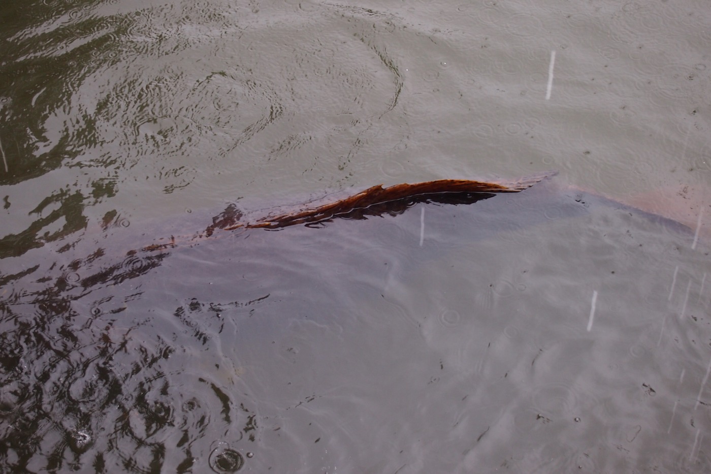 eorge the groper fish Queensland groper