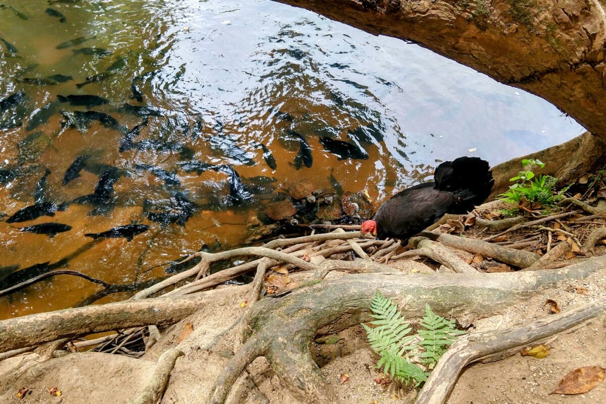 paronella park fish feeding